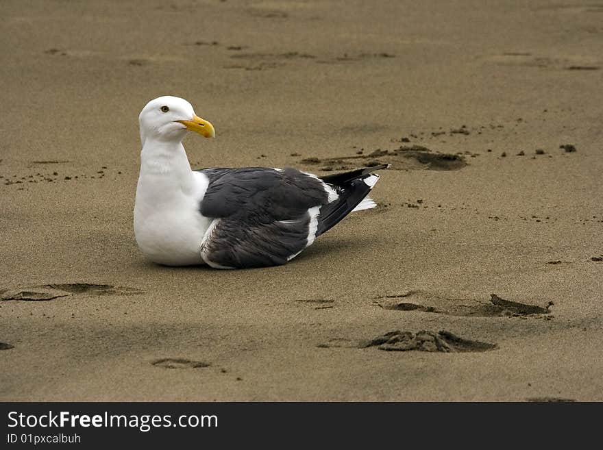 Seagull seating on the sand