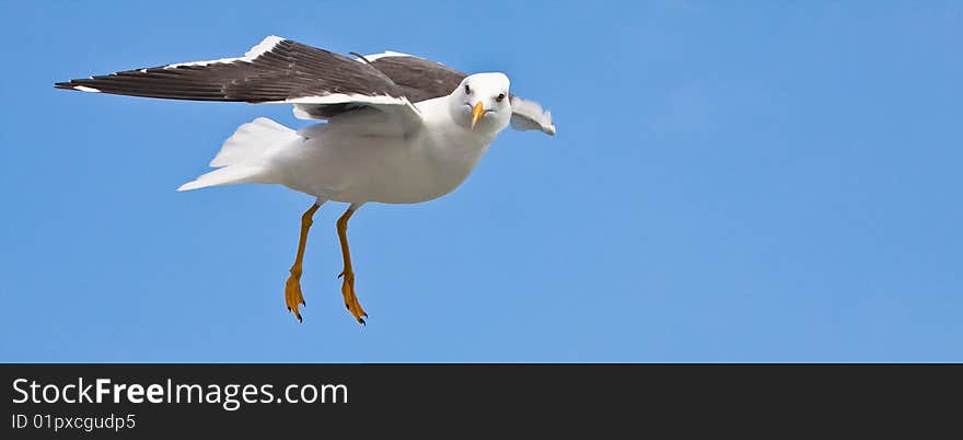 Seagull in blue sky