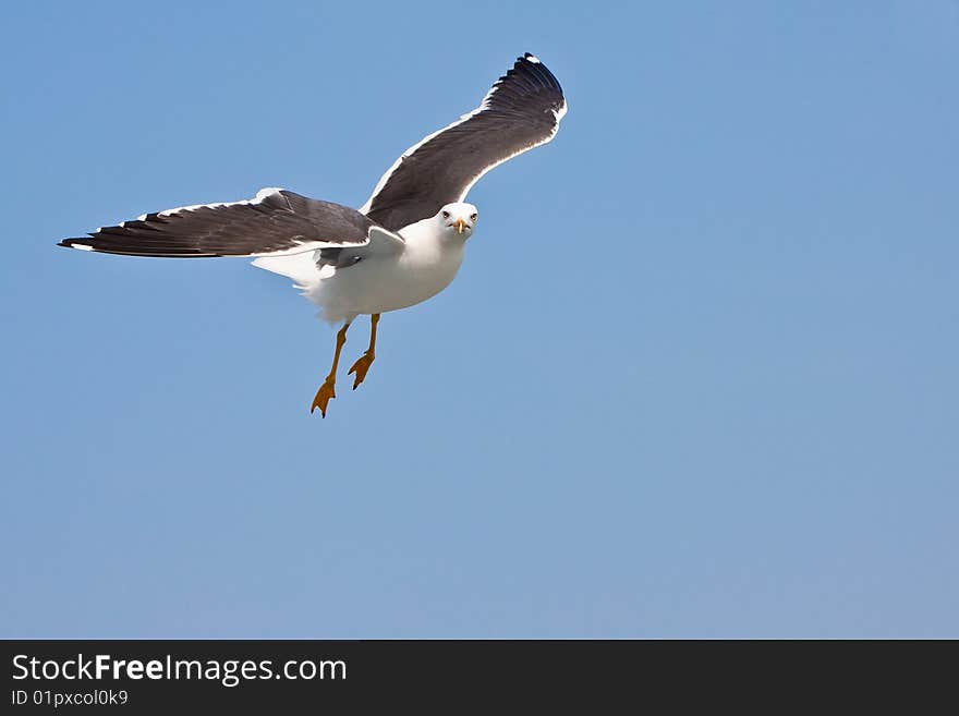 Seagull in blue sky