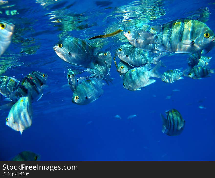 School of tropical fishes eating mangrove leafs