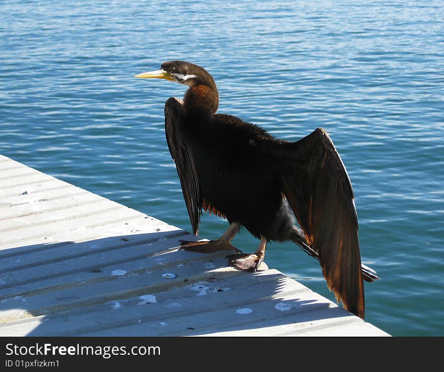 Cormorant and water