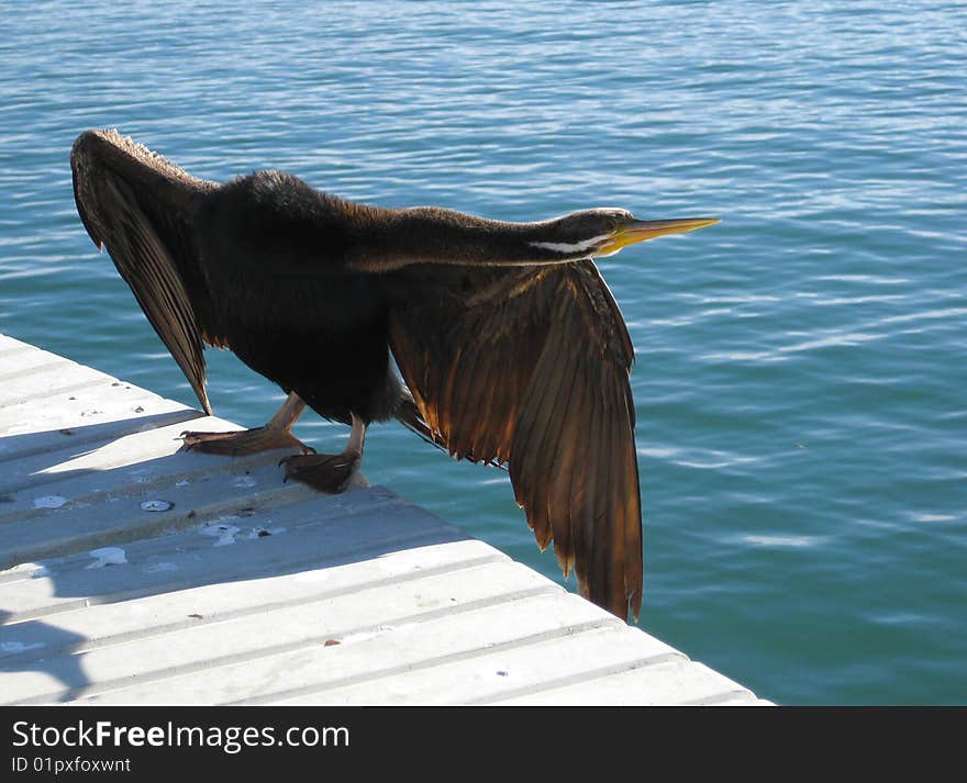 Cormorant drying it's wings in the sun. Cormorant drying it's wings in the sun