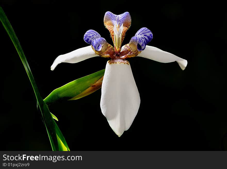 A purple pistil flower with sharp focus.