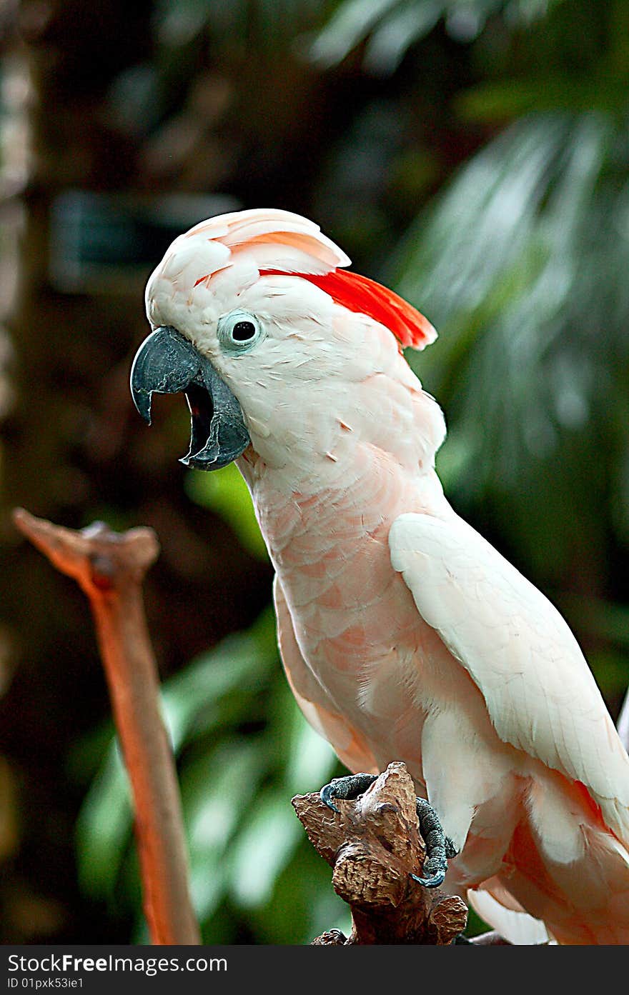 Pink cockatoo with beak wide open. Pink cockatoo with beak wide open