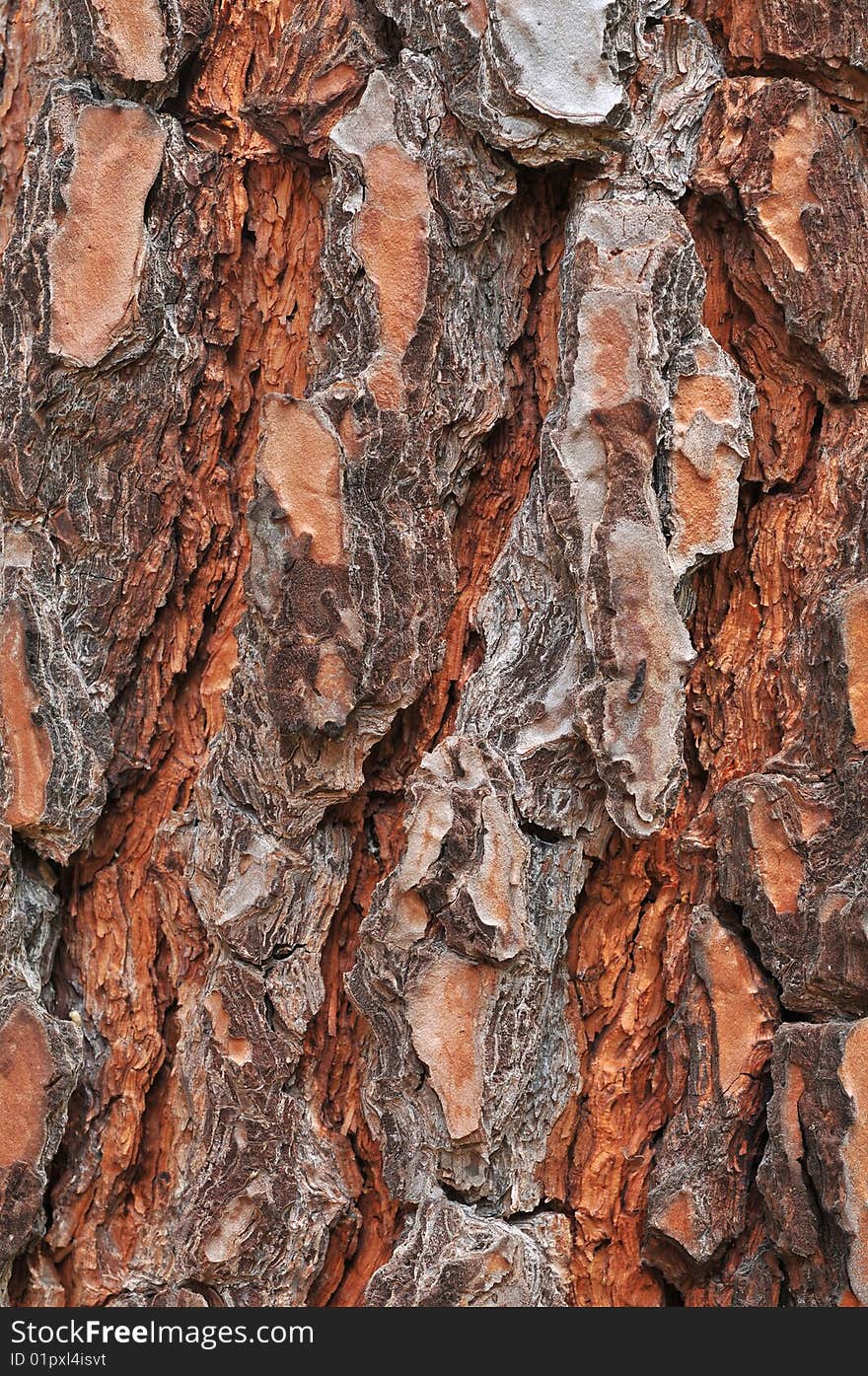 Close up of Tree bark texture