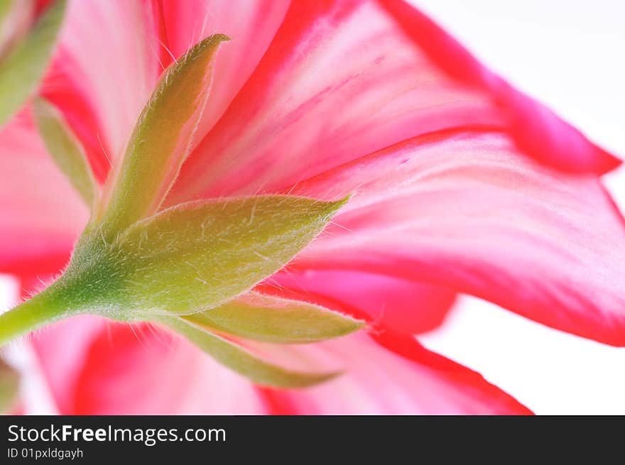 Close up of Red flower on white background