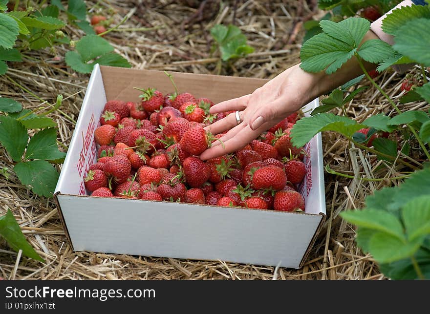 Picking Strawberries