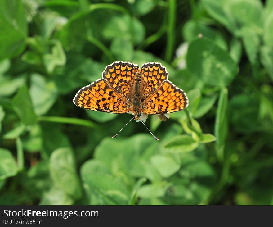 A orange butterfly on leaf