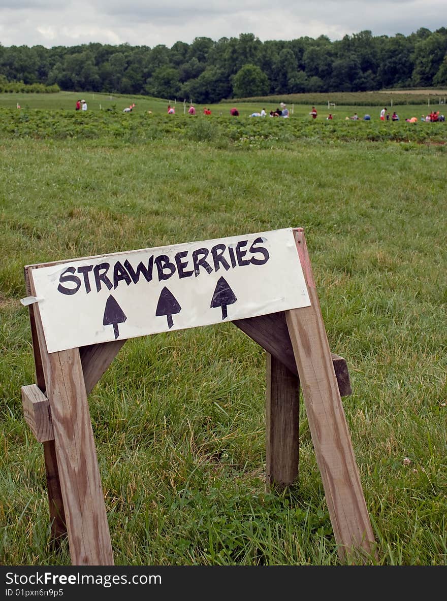 Picking Strawberries