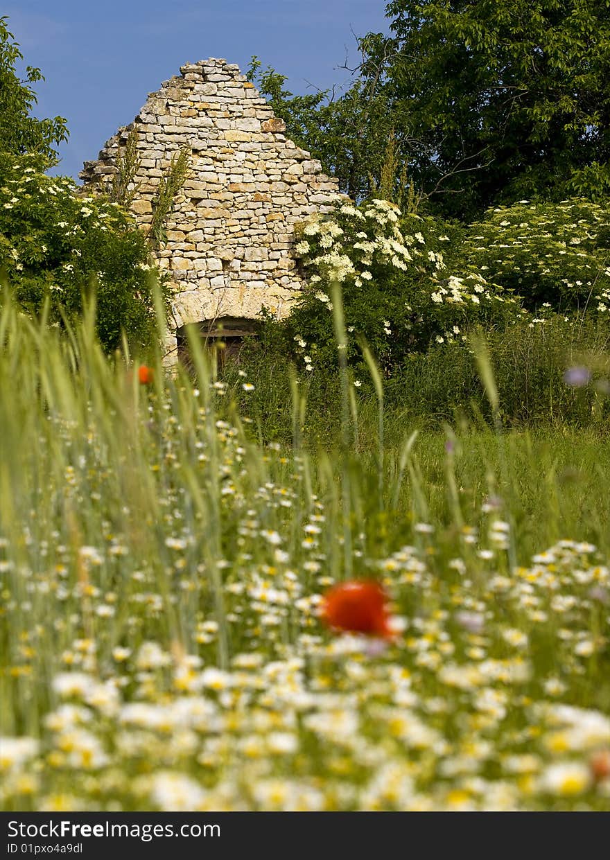 Wine cellar with spring flower in a meadow