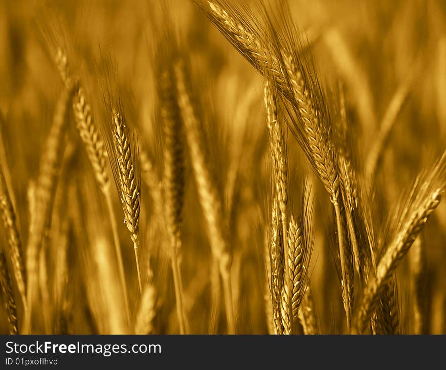 Field of wheat