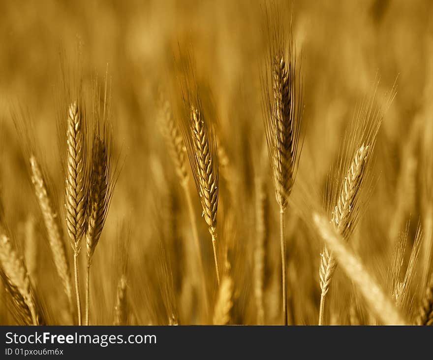 Field of wheat