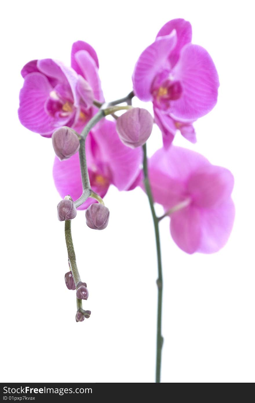 Budding stem of a pink orchid