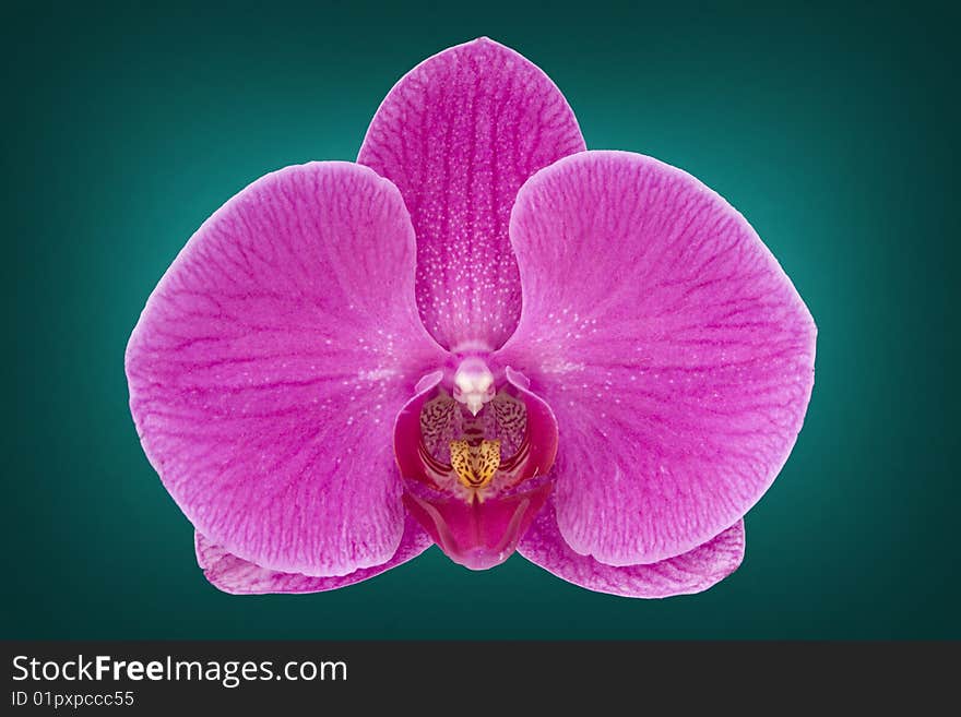 Pink orchid flower macro detail