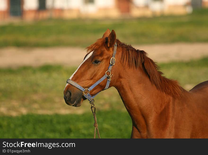 Horse head shot of a beautiful horse. Horse head shot of a beautiful horse