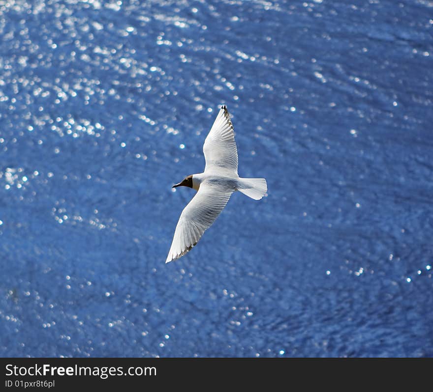 Flying seagull over sea waves