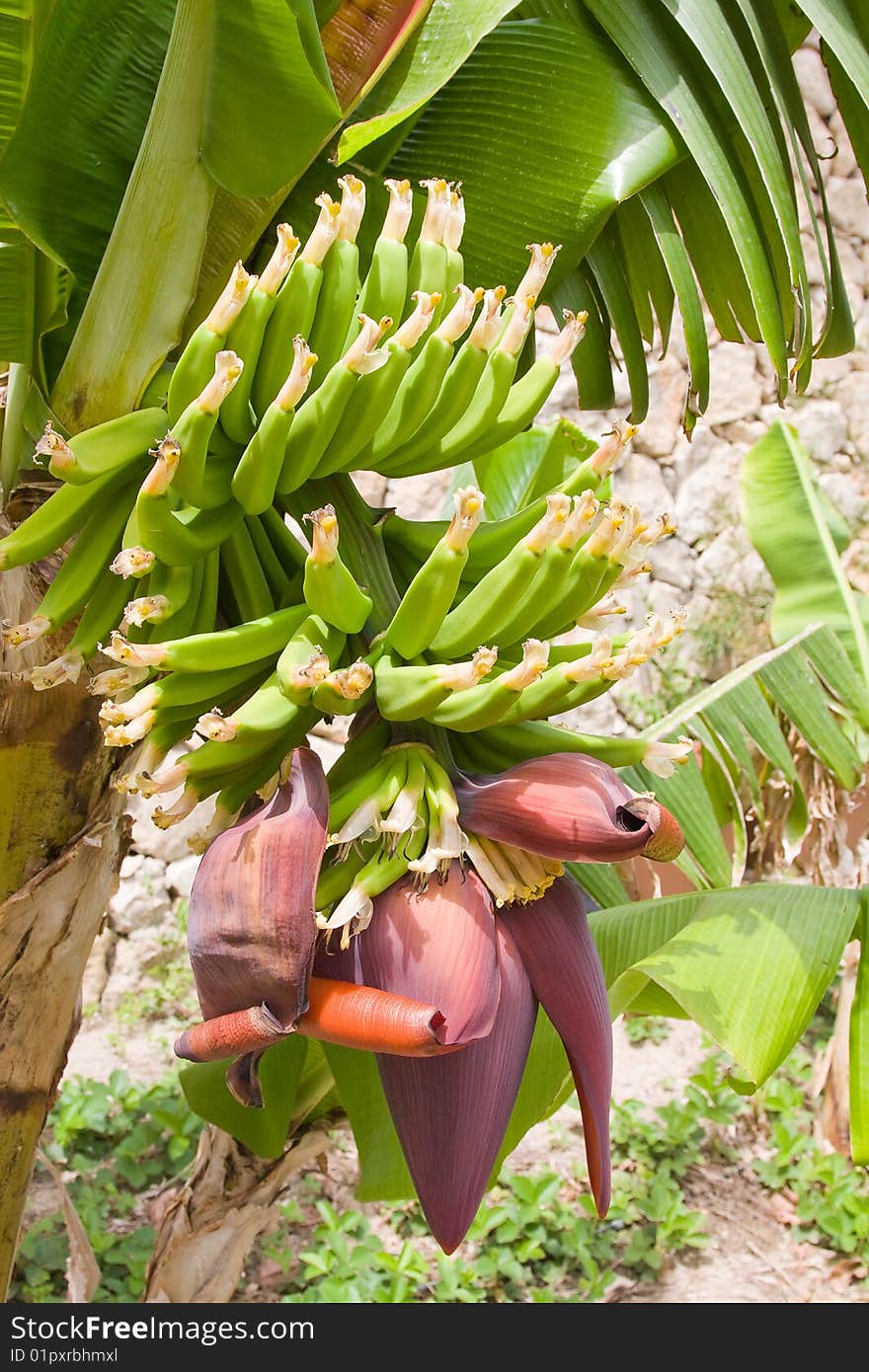 Cluster of green bananas on the palm