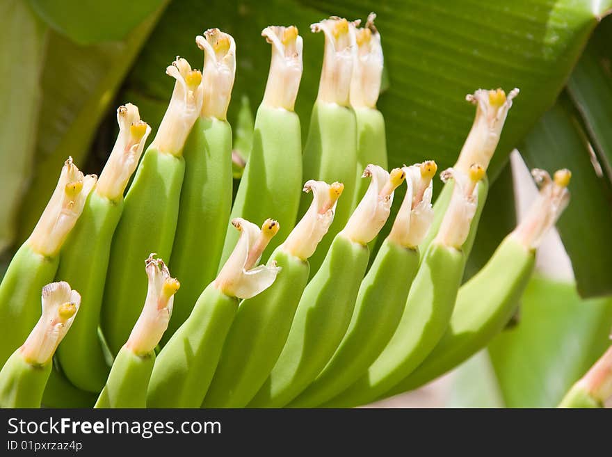 Cluster of green bananas on the palm