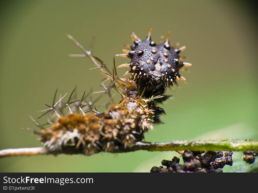 Spiky catterpillar