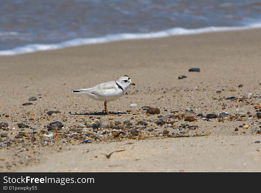 Cape Cod Piping Plover