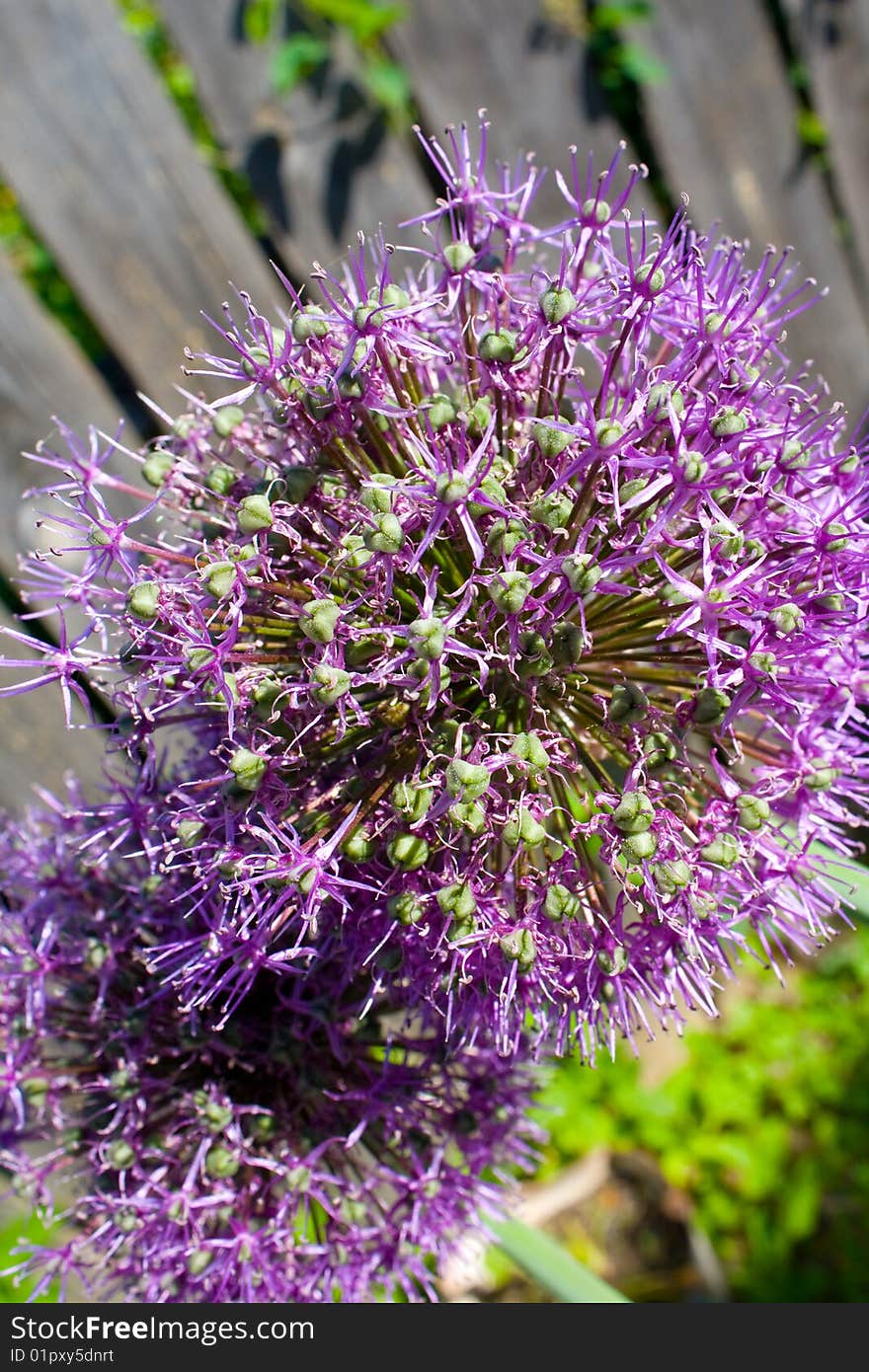 Flowering Of Garlic