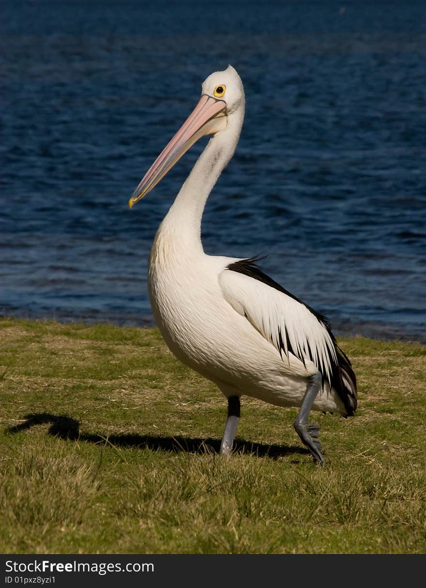 Australian Pelican walking in grass near water. Australian Pelican walking in grass near water.