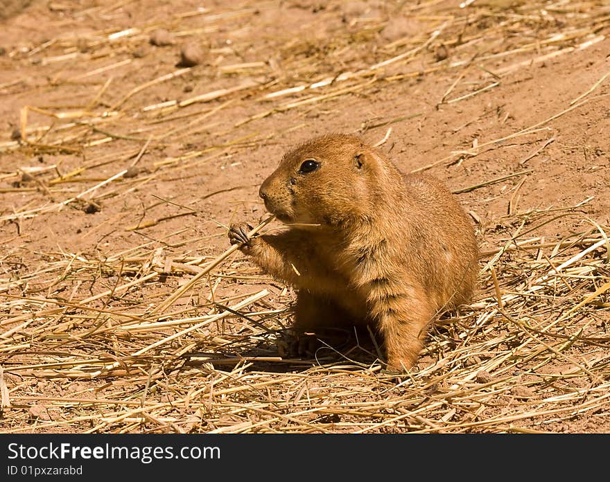 Prairie Dog