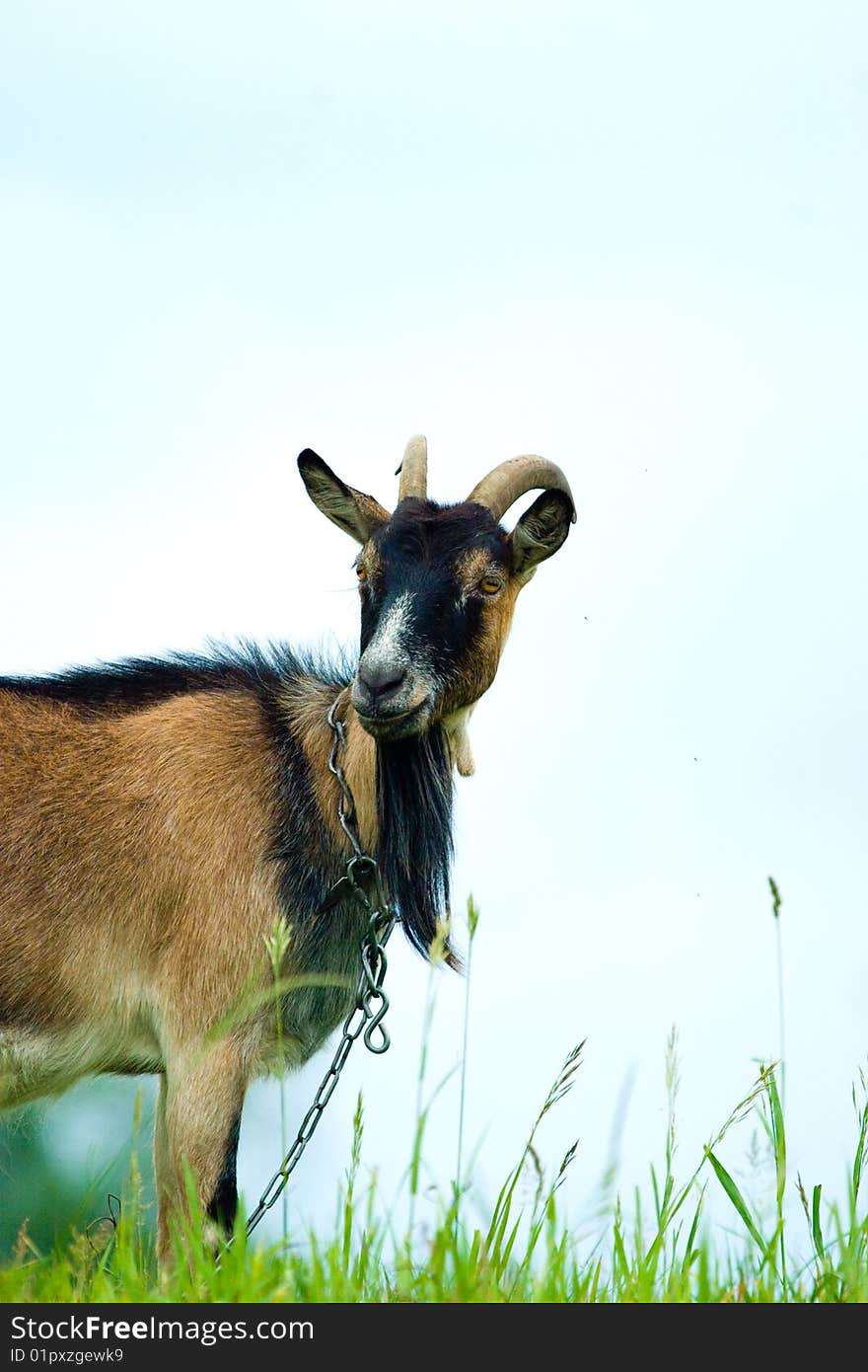 Grazzing goat in sunny day