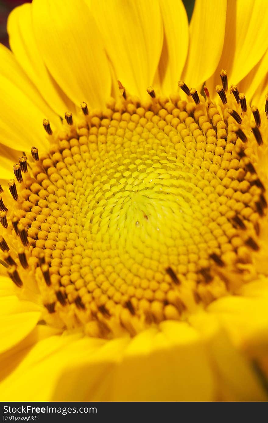 Detail sunflower