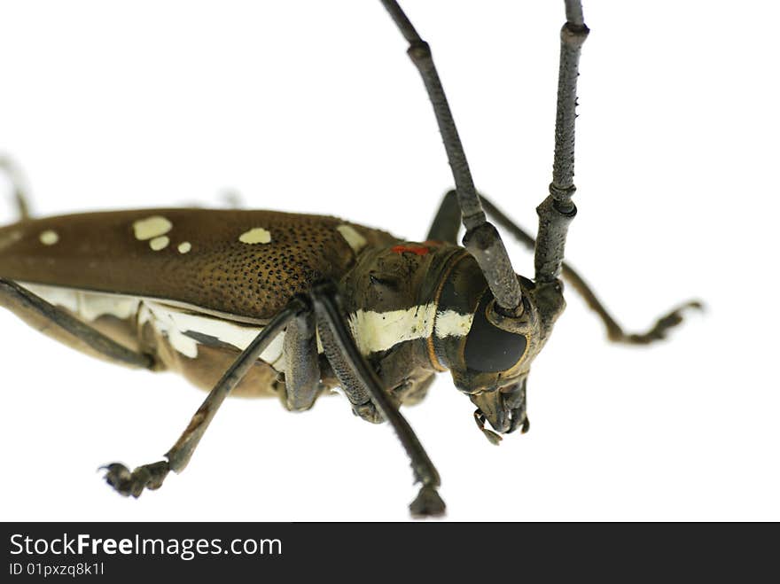 A long-horned beetle （Batocera rubus） isolated in white. Side view. A long-horned beetle （Batocera rubus） isolated in white. Side view.