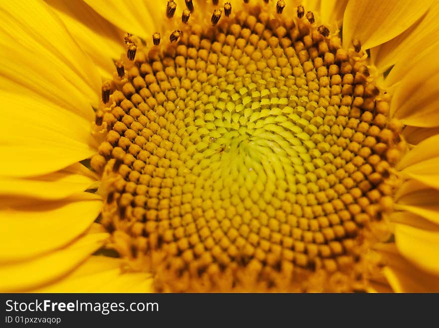 Detail Sunflower