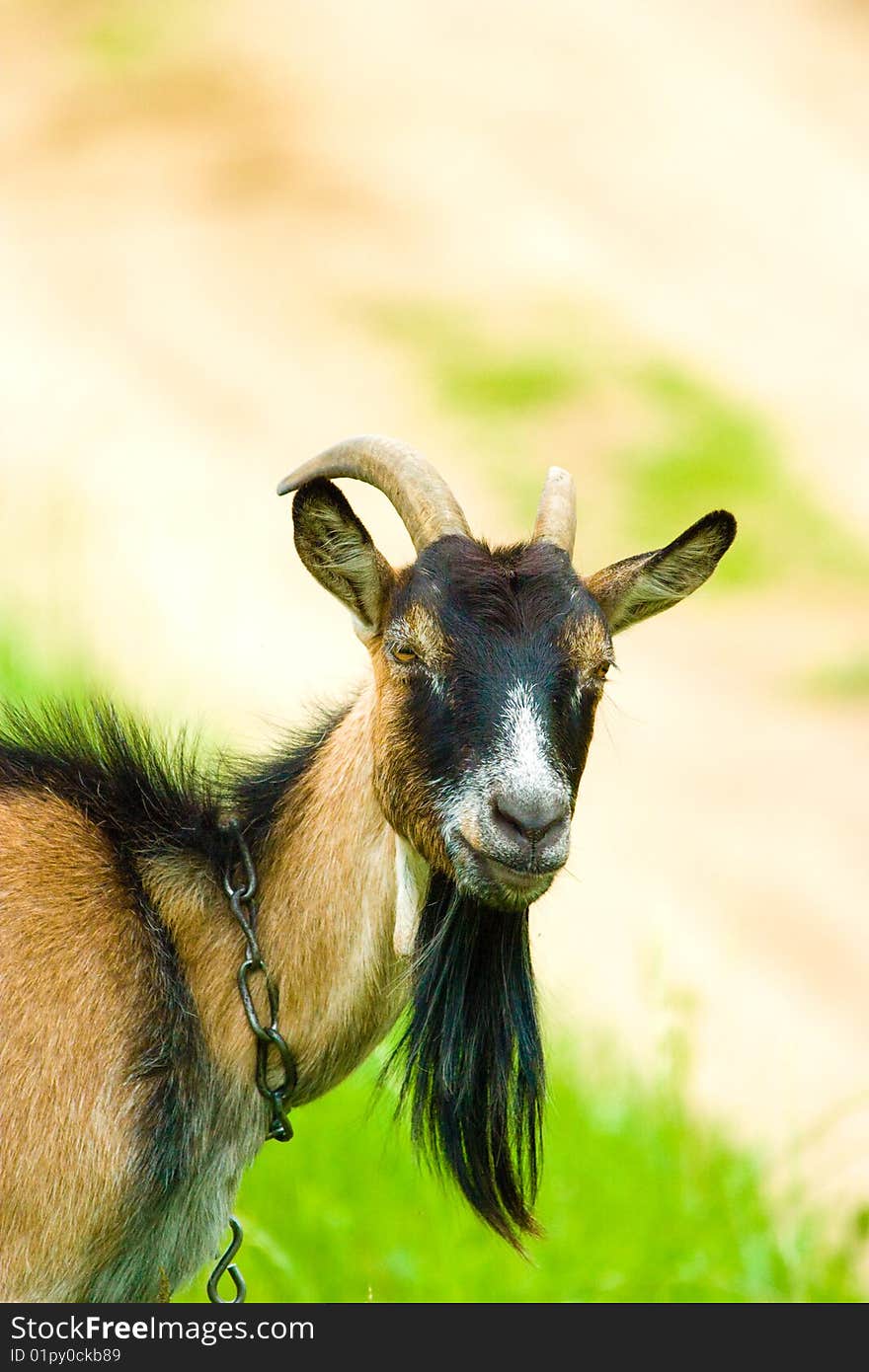 Grazzing goat in sunny day