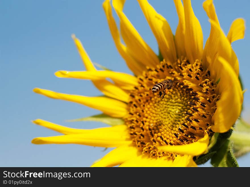 Sunflower For Background