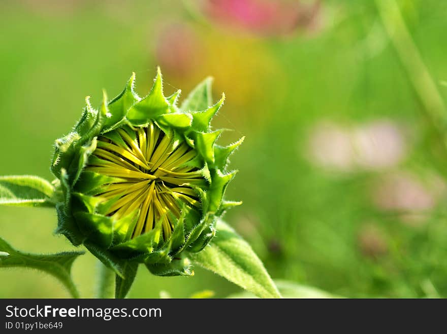 Sunflower Bud For Background