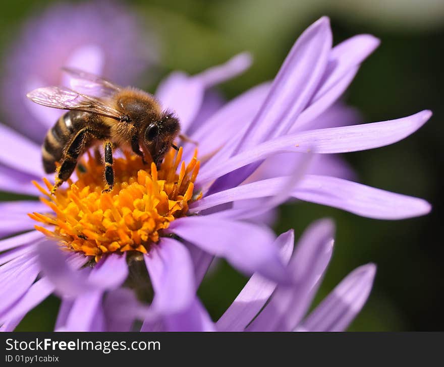 Working Bee on the Flower