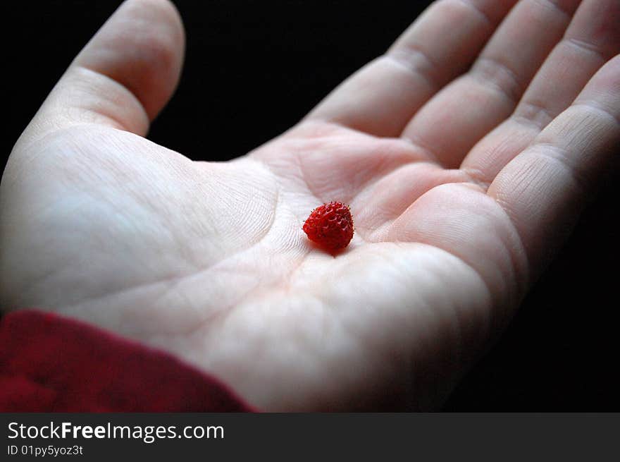 Wild strawberry on the palm of a hand