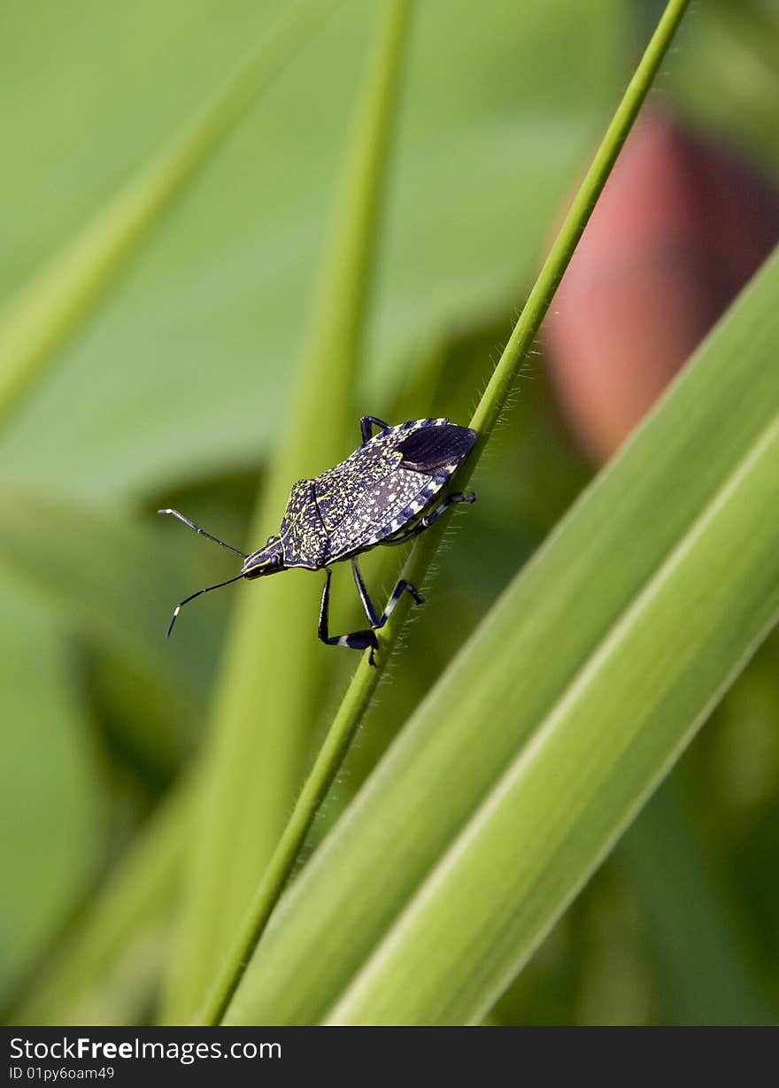 A stinkbug rest on grass