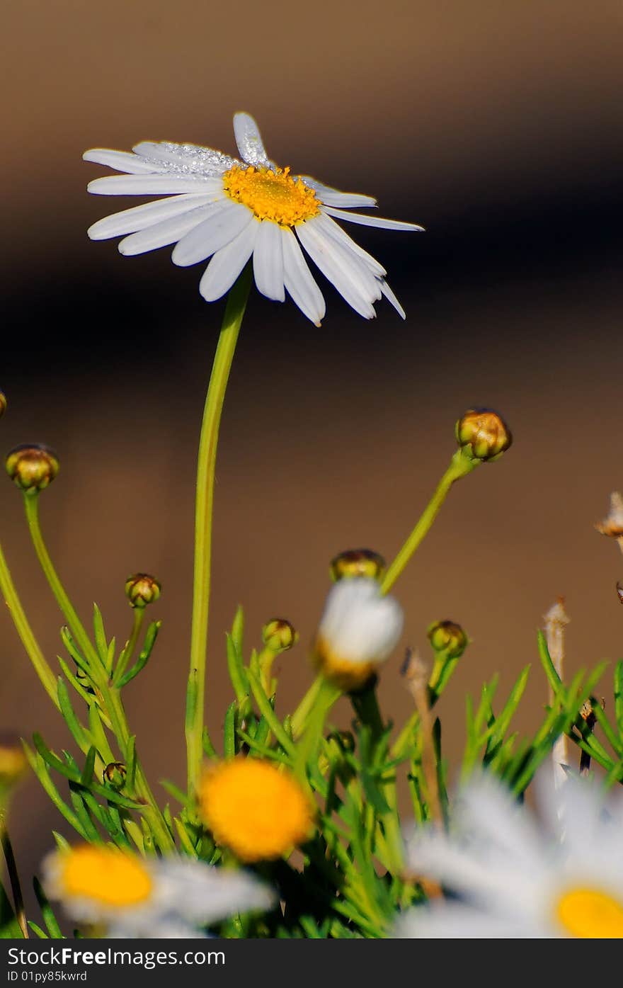 Macro of white daisy with water dews on petals