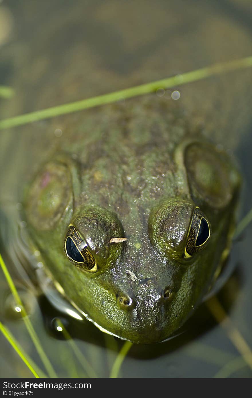 Green Bull Frog