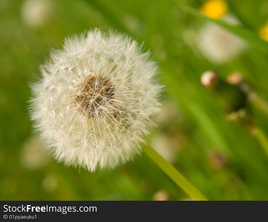 Pretty White Ball Of Dandelion Against