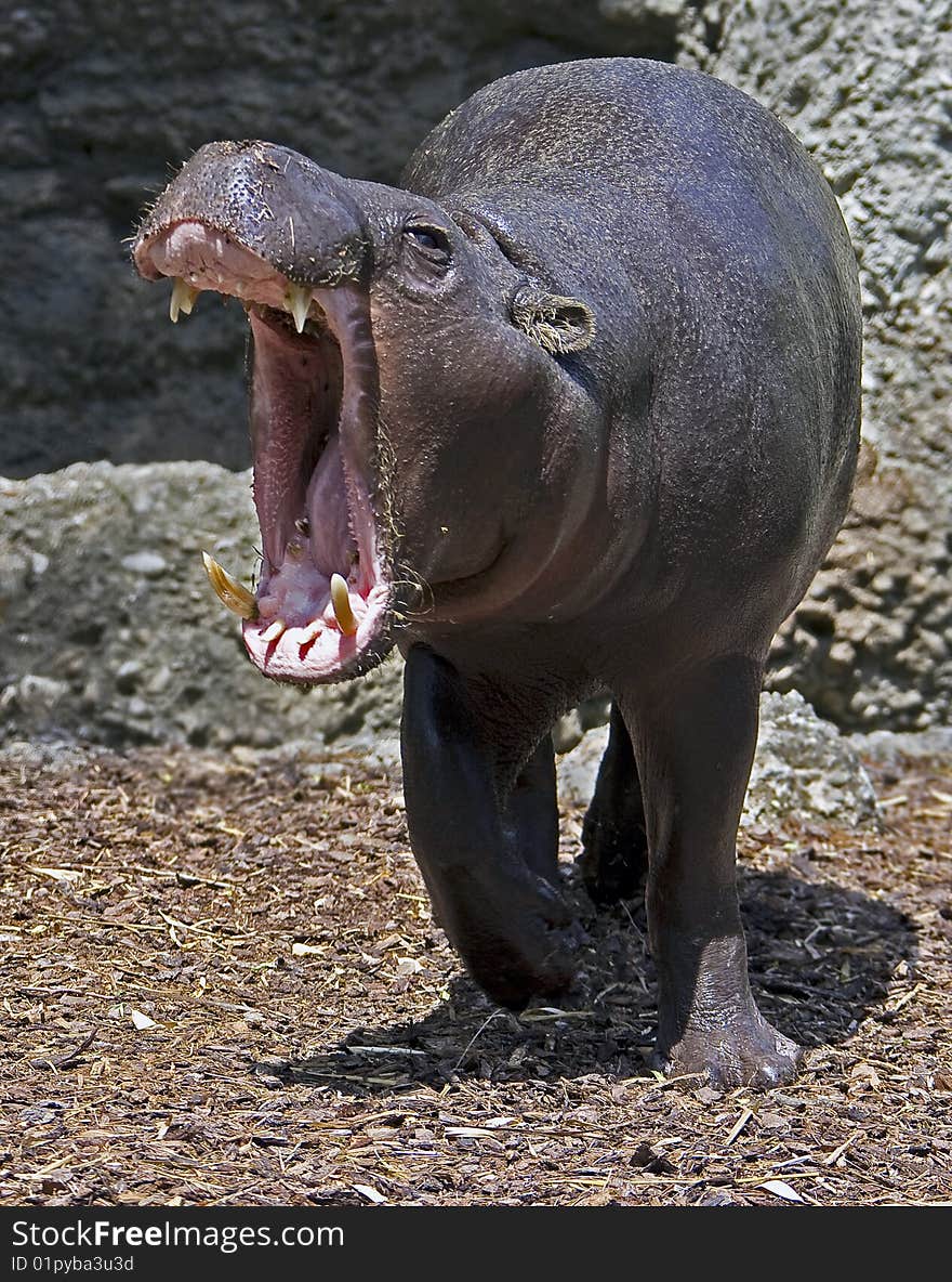 Pigmy hippopotamus. Latin name - Hexaprotodon libiriensis. Pigmy hippopotamus. Latin name - Hexaprotodon libiriensis