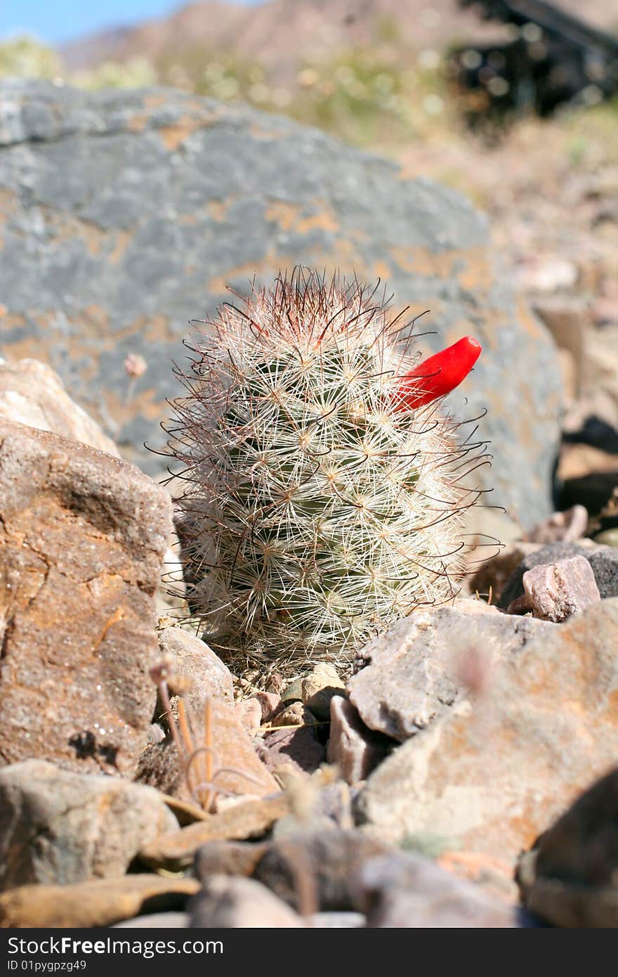 Fishhook cactus (mammillaria tetrancistra) bearing red  fruit