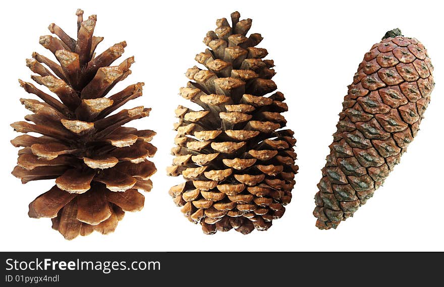 Two pine cones