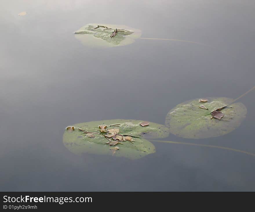 Waterlily leaves in water