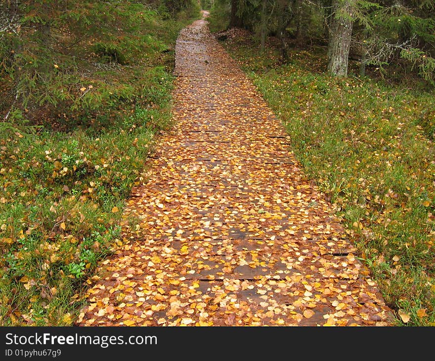 Country pathway in autumn