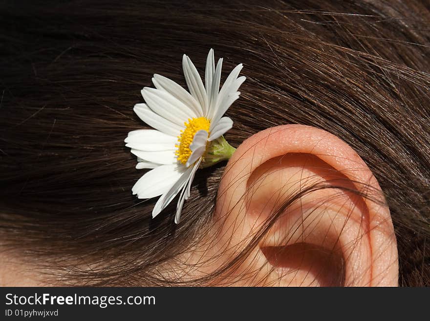 Camomile in young girl hair. Camomile in young girl hair