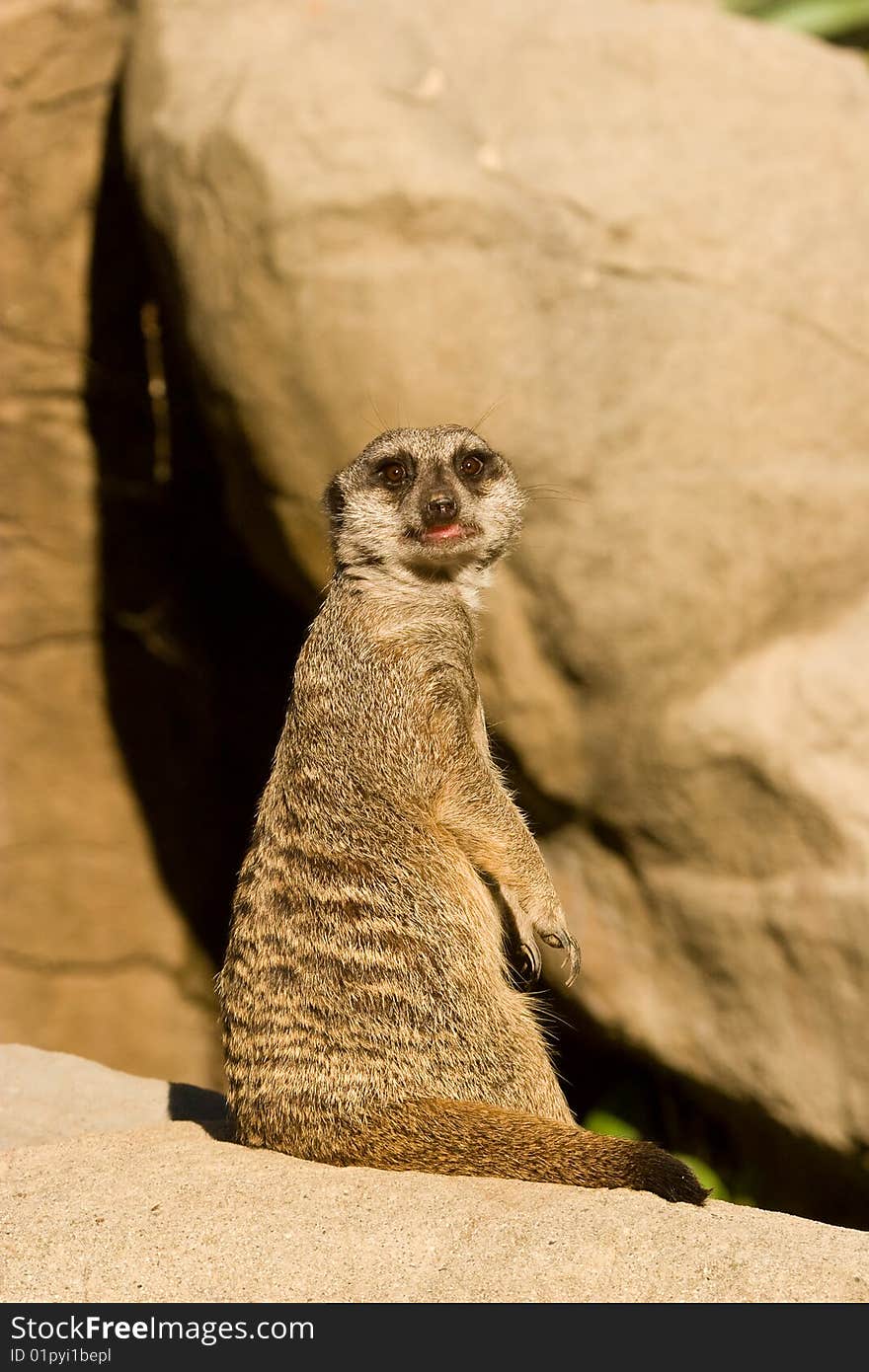 Alert Meerkat