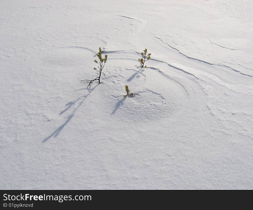 Small pines starting to grow on a snowy hillocks, texture of snow