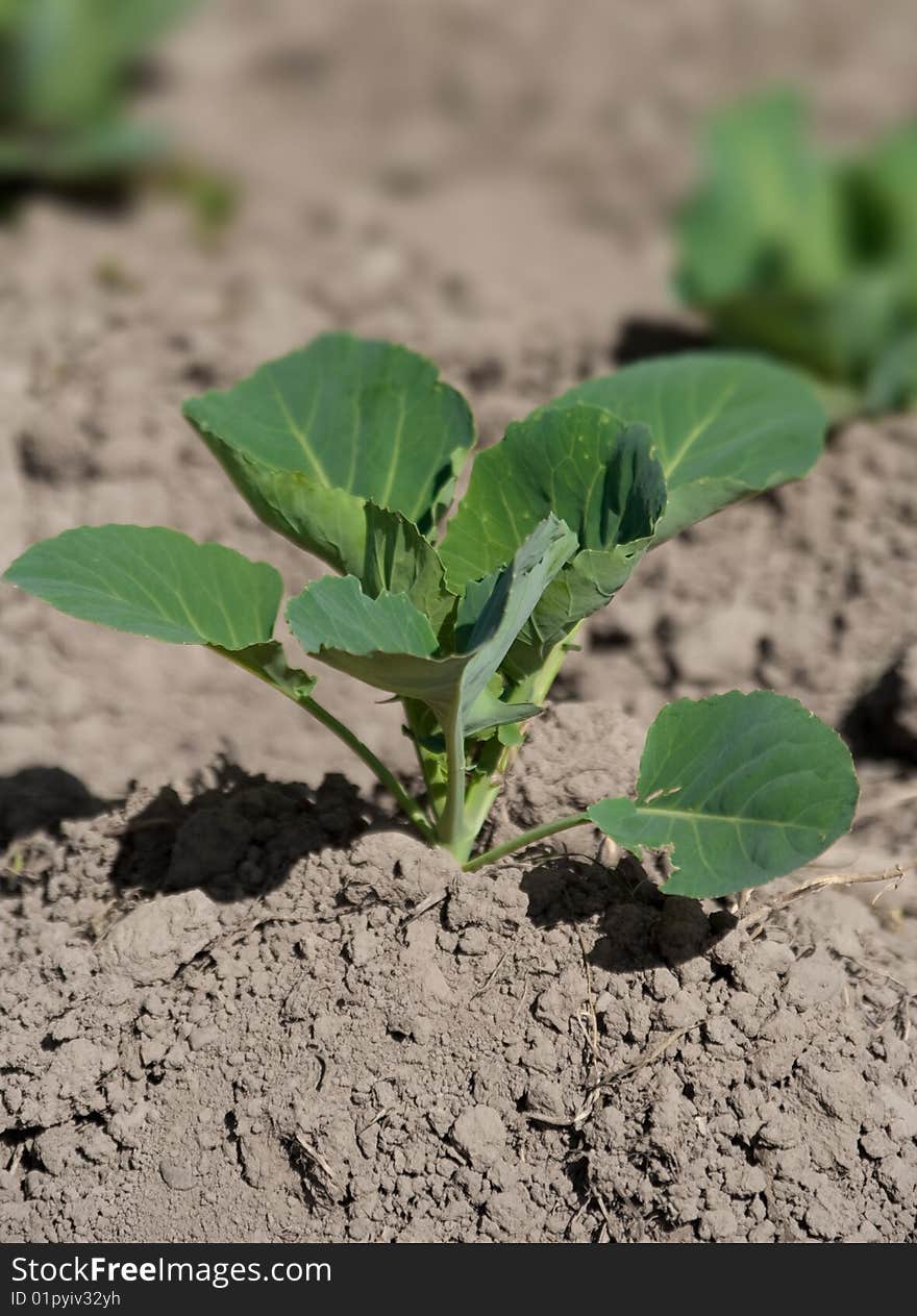 Field with young head of cabbage