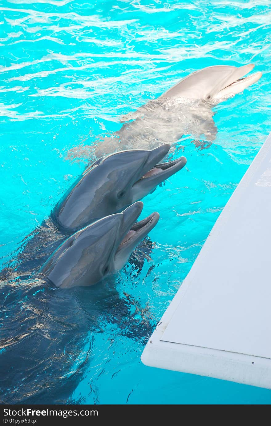 Three dolphins waiting for their fish dinner. Three dolphins waiting for their fish dinner